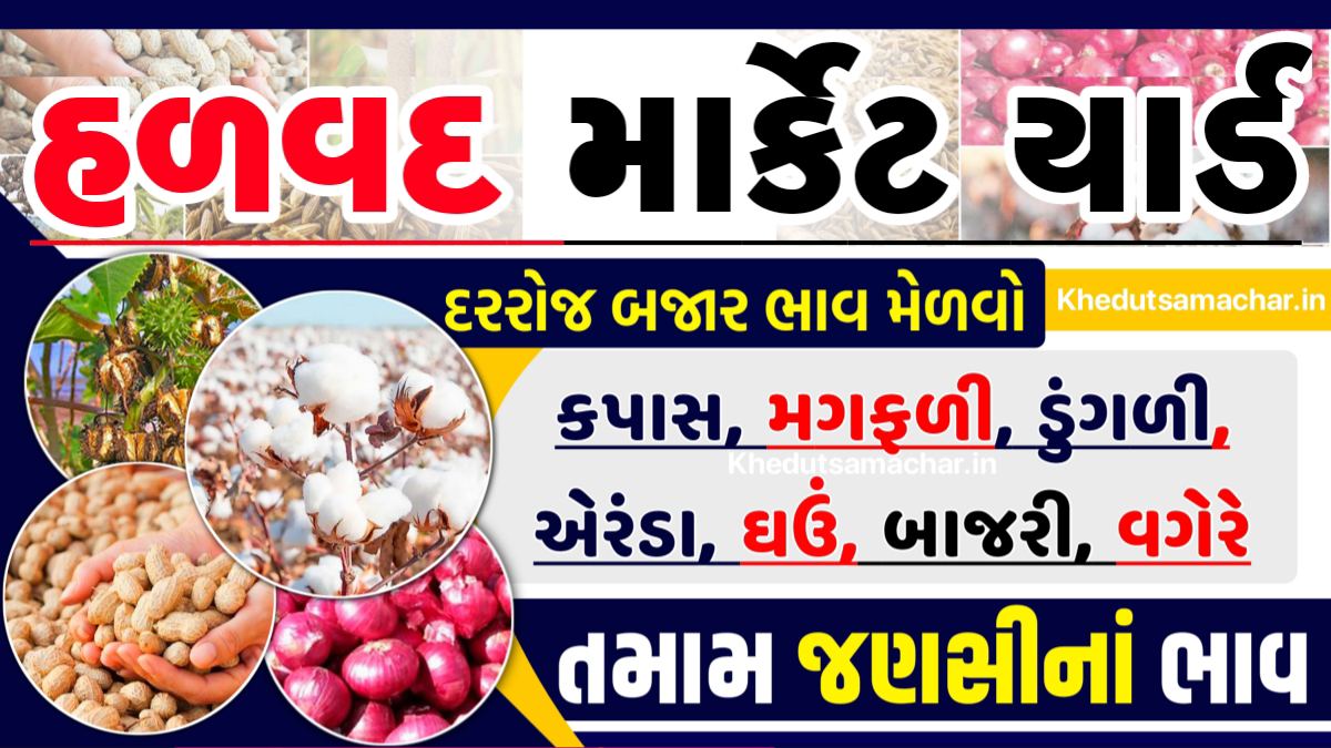 APMC Halvad Market Yard Bhav