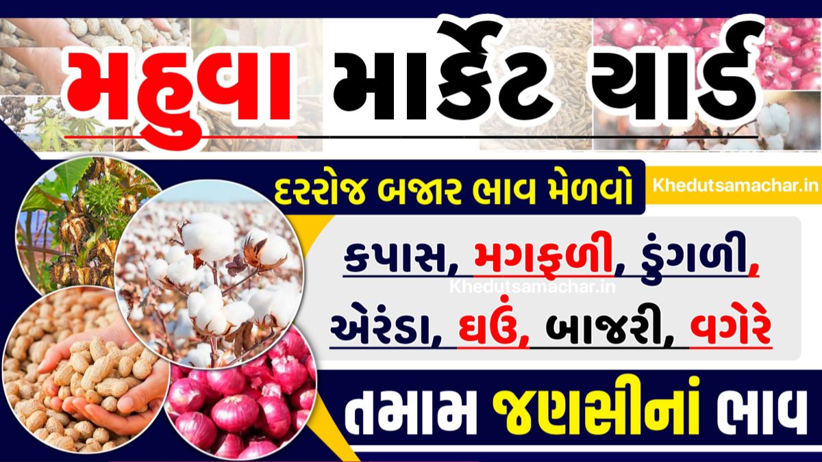 APMC Mahuva Market Yard Bhav