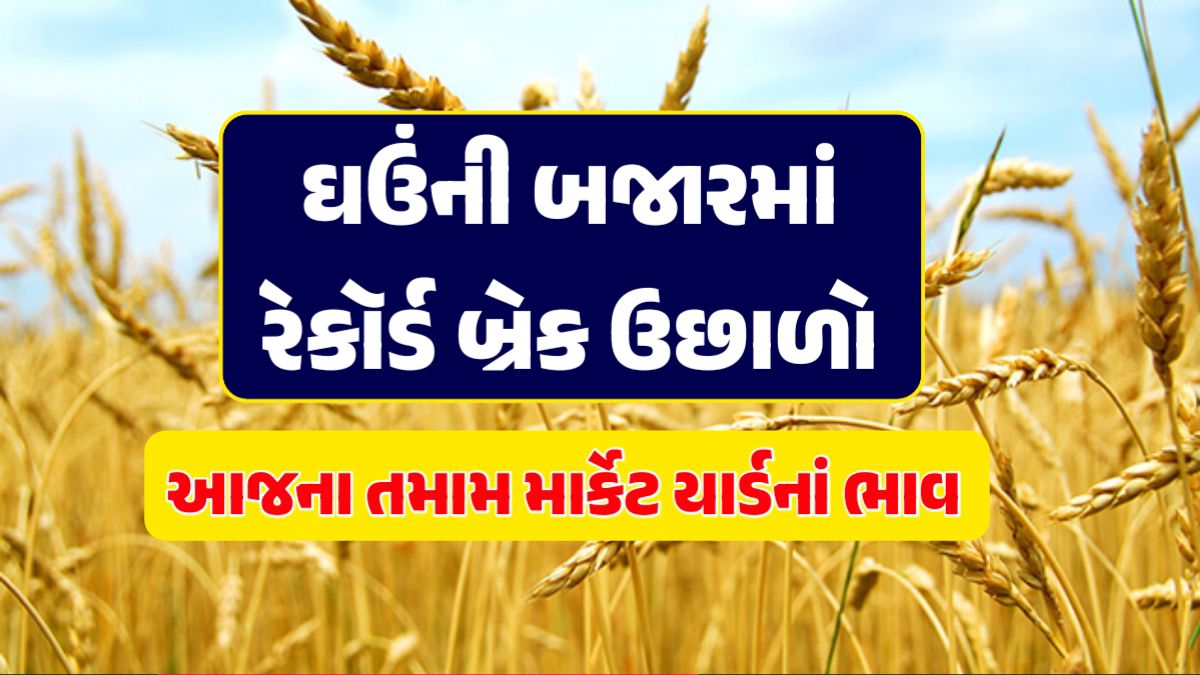 આજે ઘઉંના ભાવ