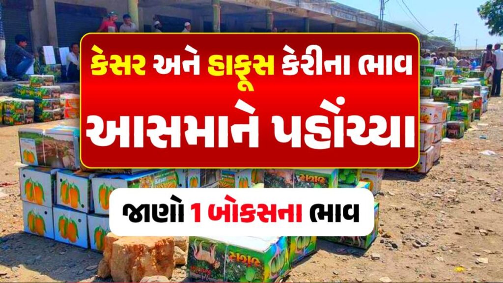 કેસર કેરીના ભાવ