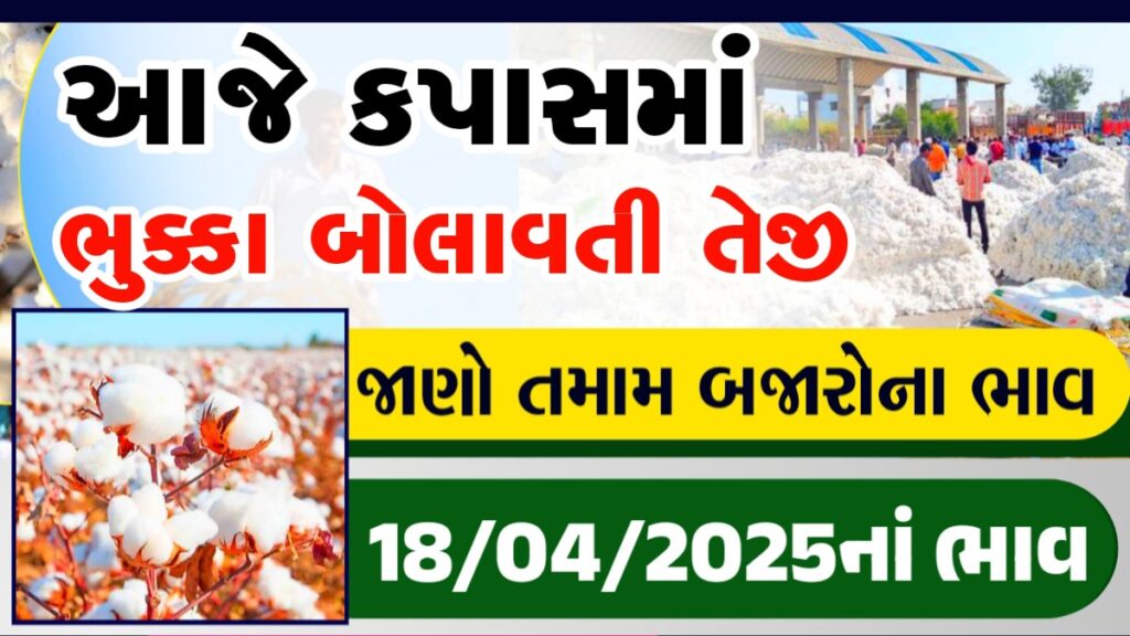 cotton bhav today gujarat