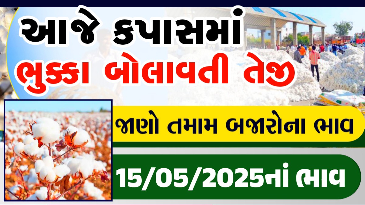 kapas today market rate