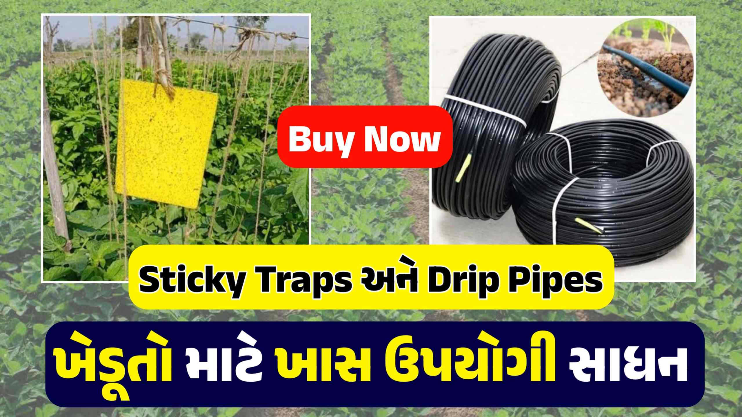 Drip Pipes and Sticky Traps